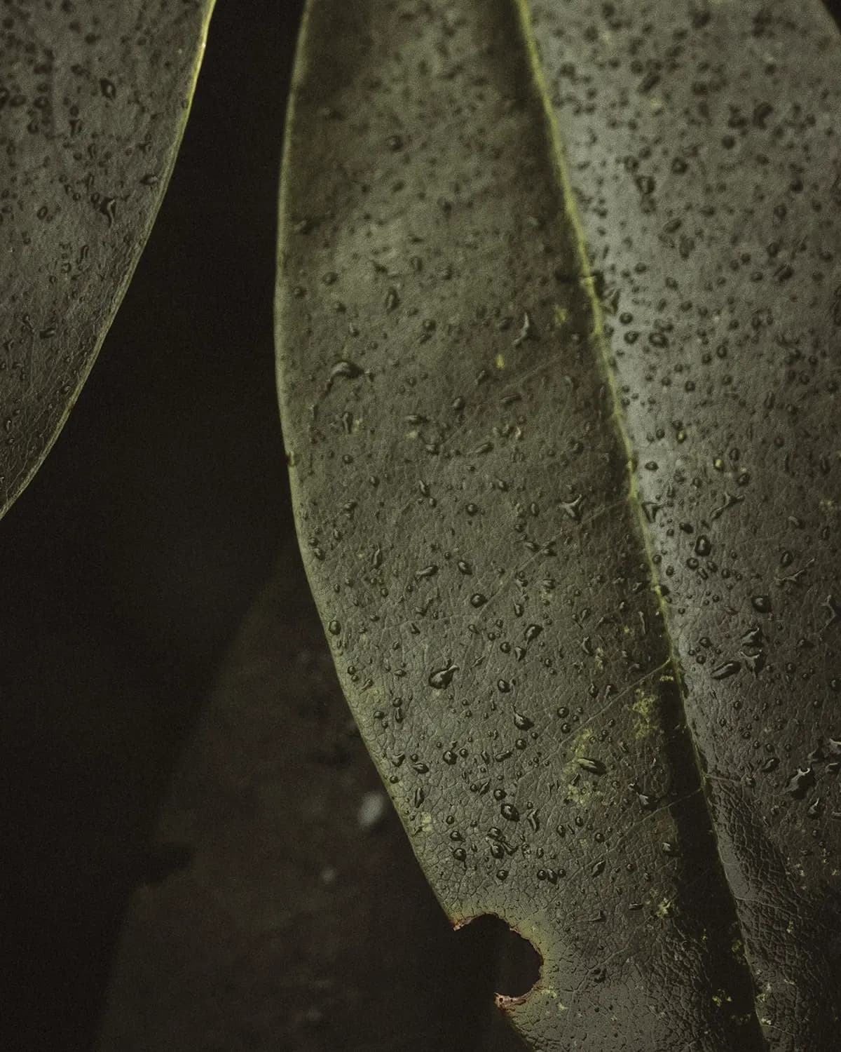 verve-leaf uovonero